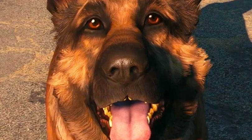 Dogmeat Fall Out - But Why Tho