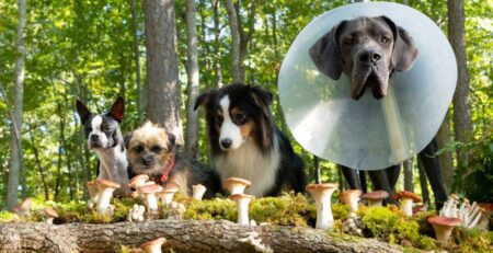 REVIEW: “Strays” Is A Hilarious Tale of Ferocious Doggos Strays - But Why Tho (1)