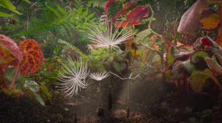 Dandelions Odyssey But Why Tho