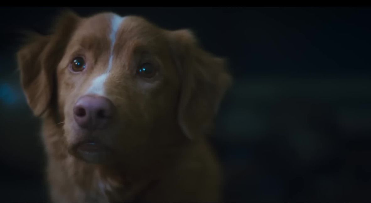 REVIEW: 'Good Boy' Showcases Innovation Through Simplicity 1 Good Boy (2025) promotional still from IFC