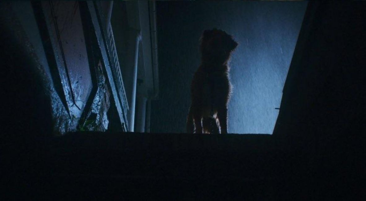 REVIEW: 'Good Boy' Showcases Innovation Through Simplicity 3 Good Boy (2025) promotional still from IFC