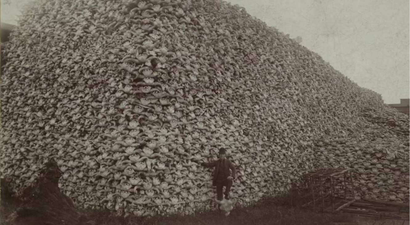 Men standing with pile of buffalo skulls, Michigan Carbon Works, Rougeville MI, 1892. (Burton Historical Collection, Detroit Public Library)