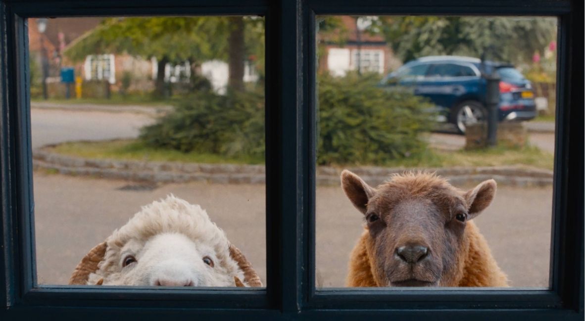 Sheep in The Sheep Detectives