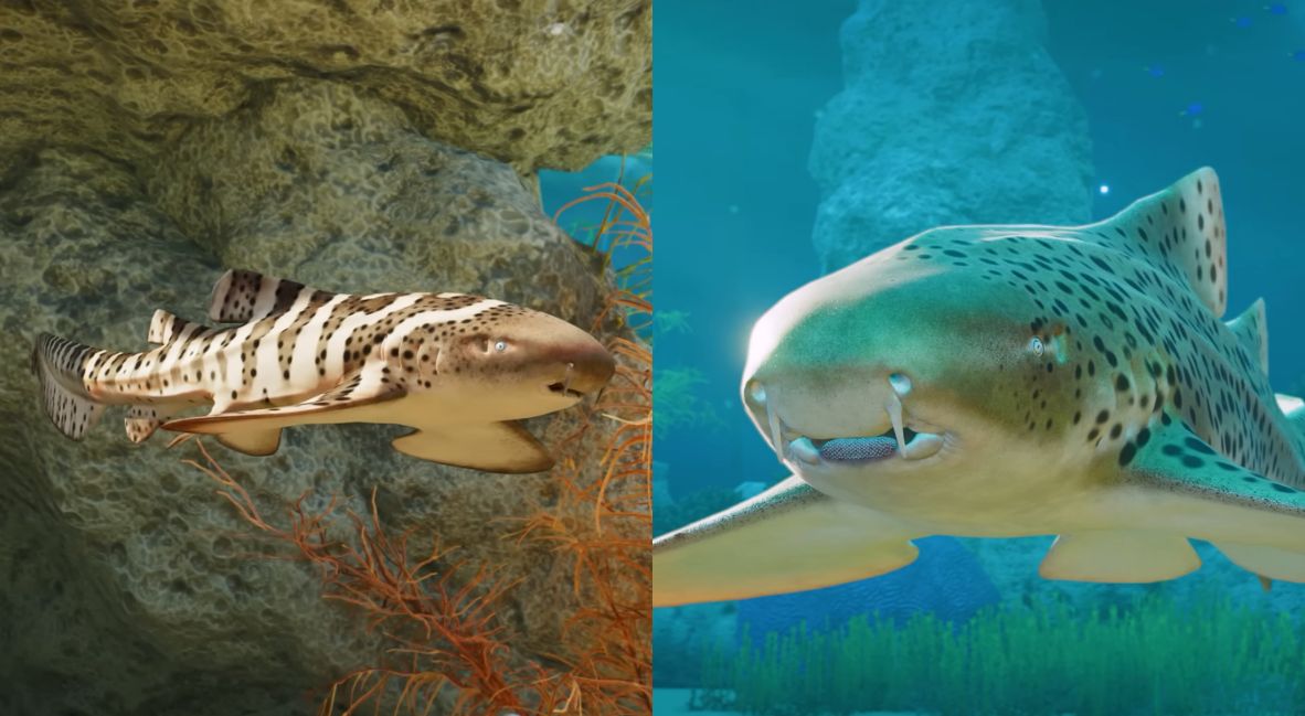 Planet Zoo 2 Animal Spotlight: Indo-Pacific Leopard Shark