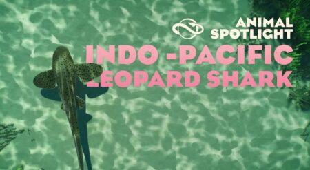 Planet Zoo 2 Animal Spotlight: Indo-Pacific Leopard Shark