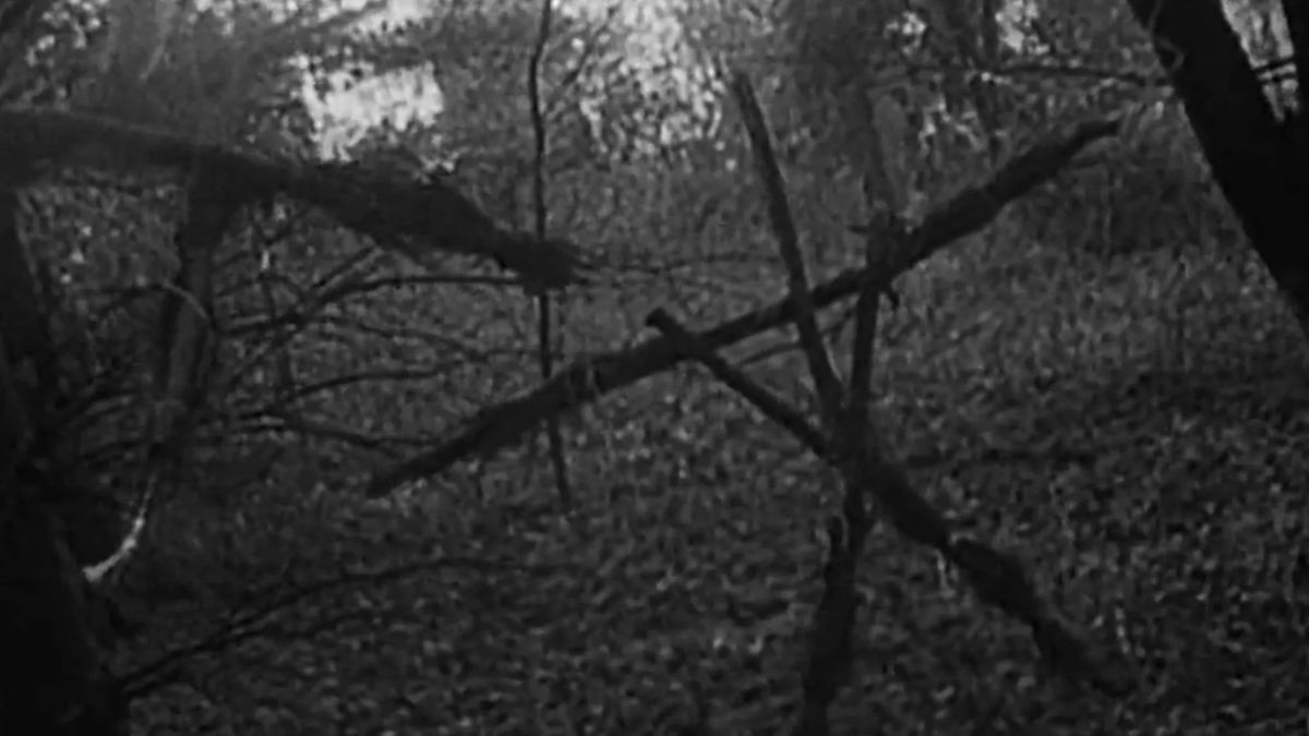 A black and white shot of the woods